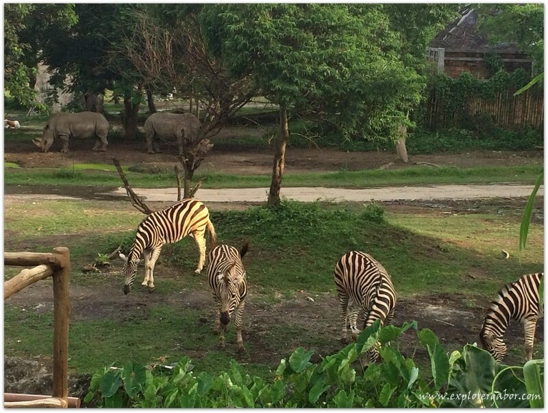 zebra_and_rhino_at_african_safari_park_in_bali
