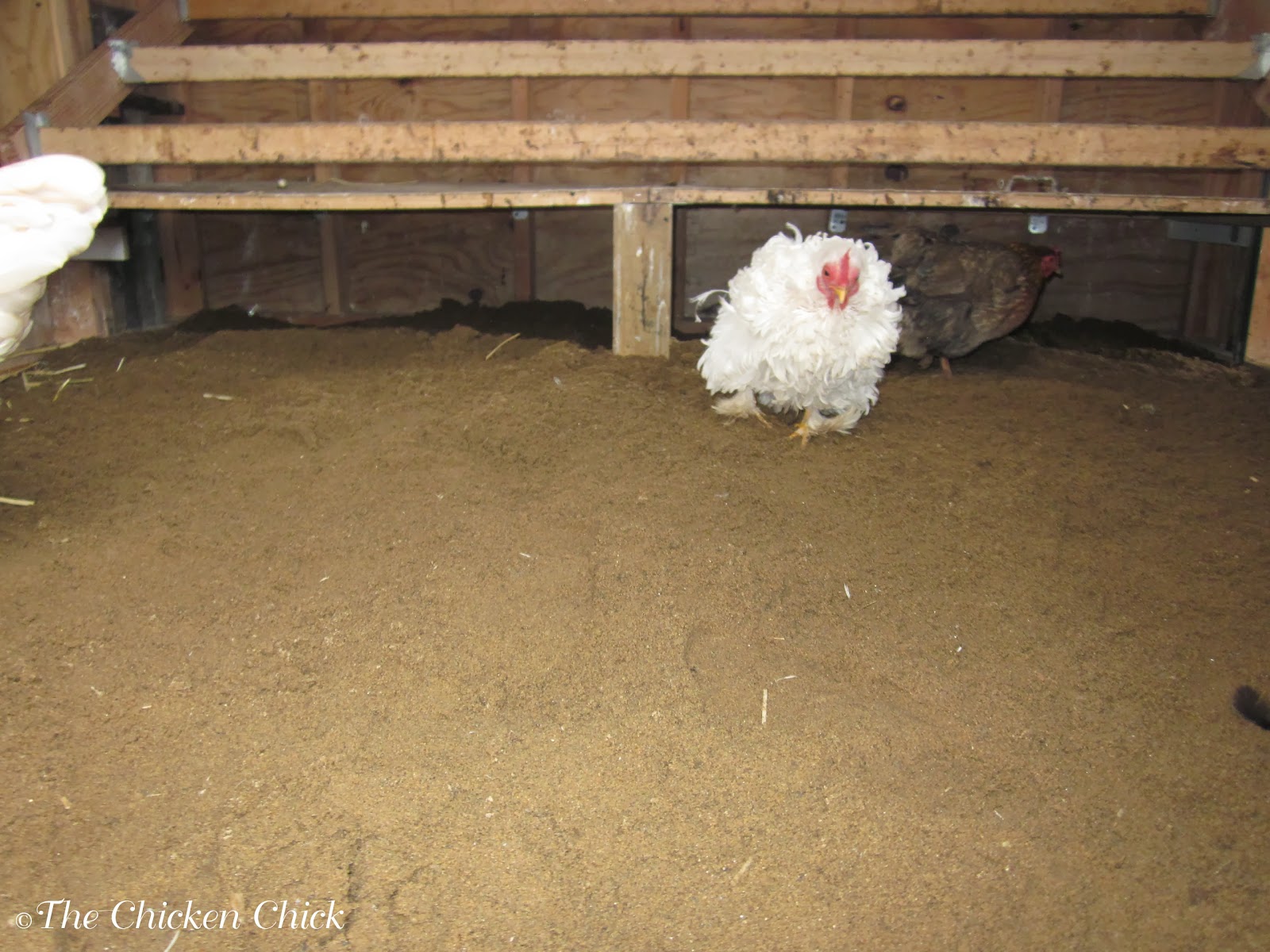 The Chicken Chick®: Frostbite in Backyard Chickens: Causes, Treatment ...