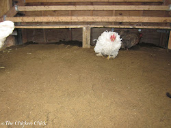 chicken coop sand bedding chickens litter chick winter run ground coops superstar flies around inside runs droppings floor dry simultaneously