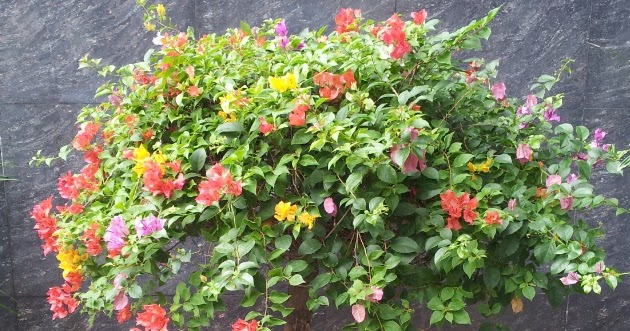 Ide 48+ Jenis Warna Pokok