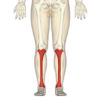 Shin (tulang kering) Shin (tulang kering)
