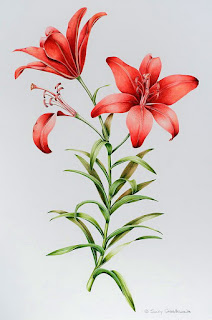 acuarela-pinturas-botanicas-flores