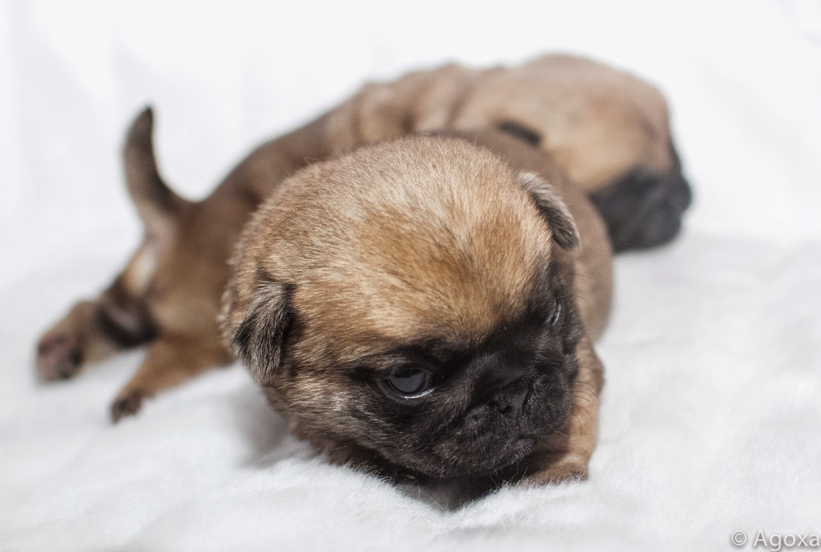 AGOXA FCI Małe mopsy