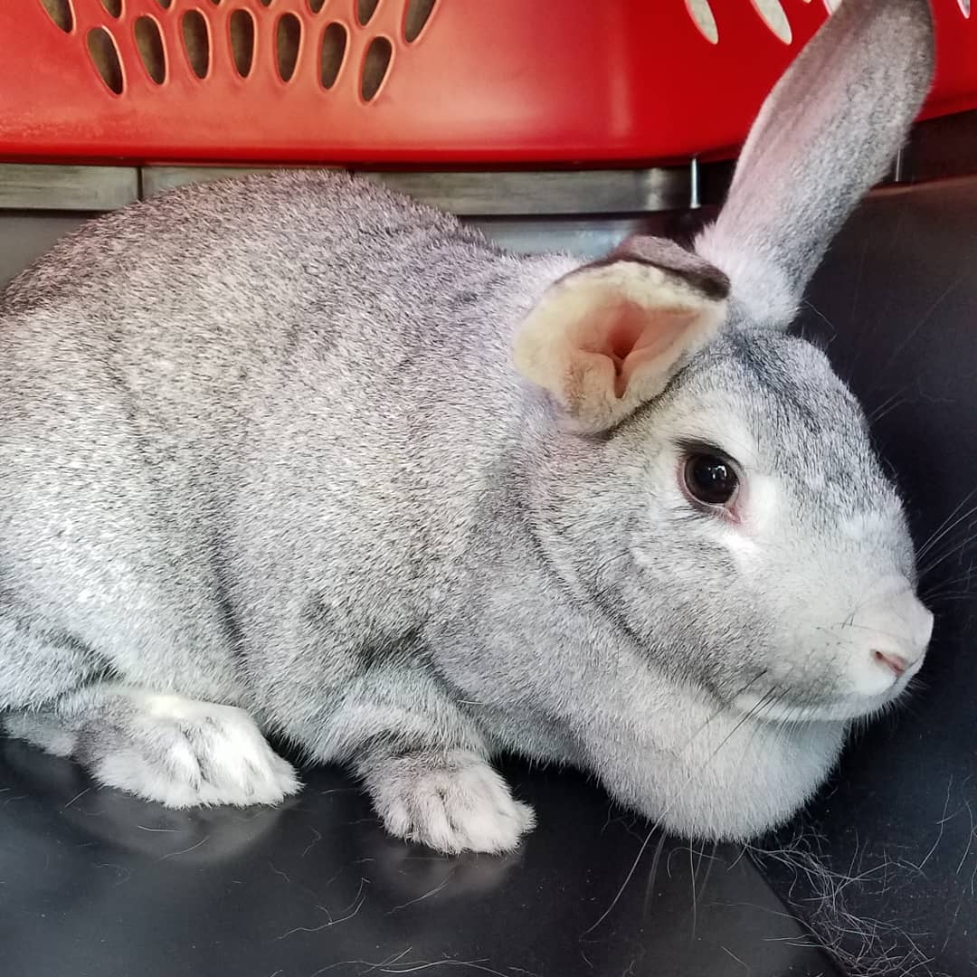 OffGrid Home Sweet Home American Chinchilla Rabbits...