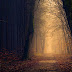 Outono Floresta Vintage