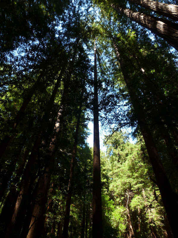 11: Muir Woods - Golden Gate - Driving me ... USA (7)