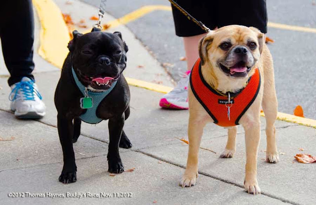 Two dogs at the Buddy's Race Against Cancer, 2012, Knoxville, Tenn.