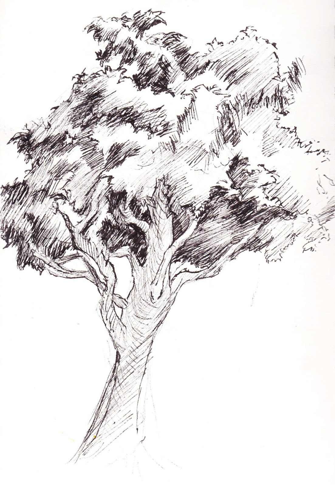 Sketching Trees Architectural Section Tree Drawing Tree Sketches - IMAGESEE