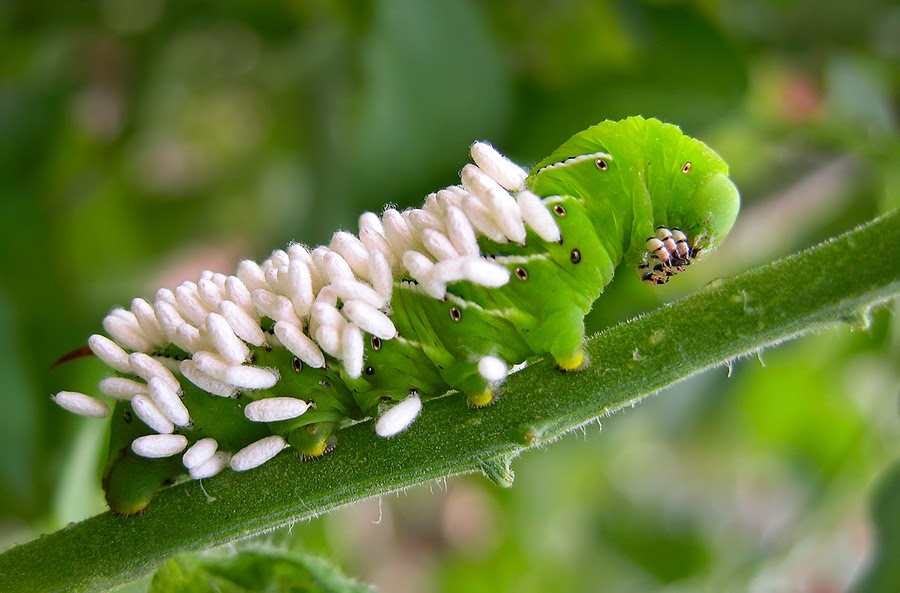 parasitic wasp eggs attached to green caterpillar