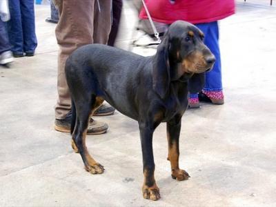 Black And Tan Coonhound 
