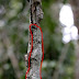 20 pictures of animal camouflage