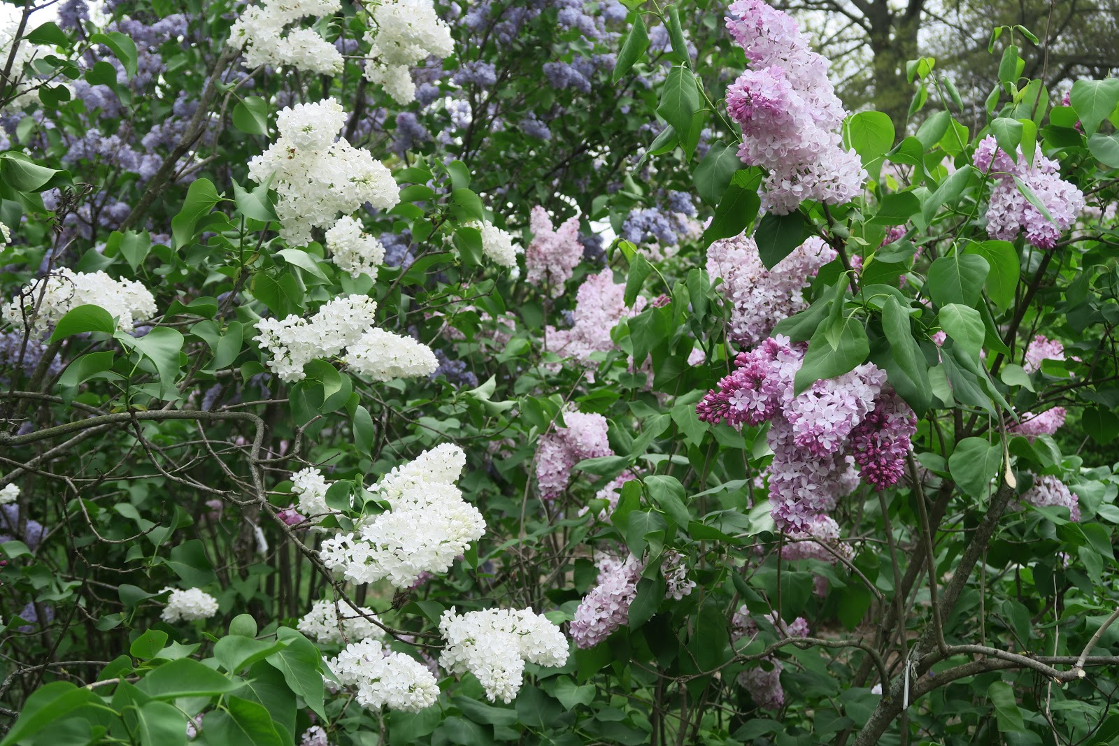 The Scent Of Lilacs My Traveling Joys
