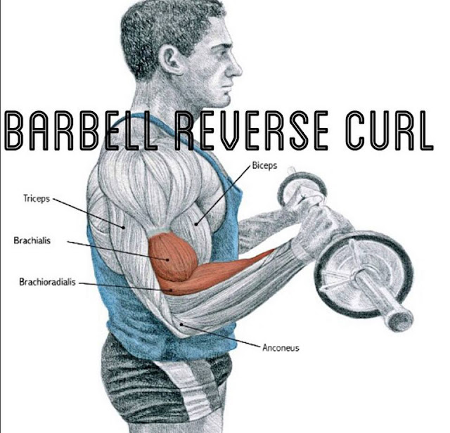 Barbell Reverse Curl Everything About Fitness