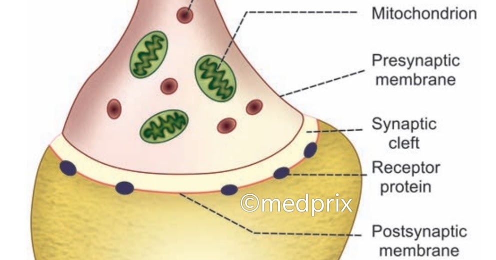 What is synapse? EPSP IPSP types of synapse excitatory synapse inhibitory synapse