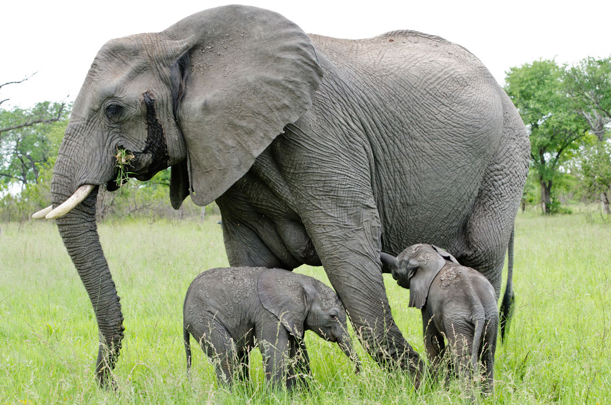 Gambar Gajah Lengkap Gambar Foto