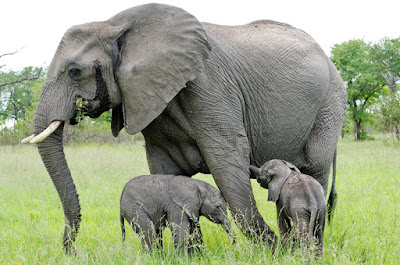 Hasil gambar untuk gajah