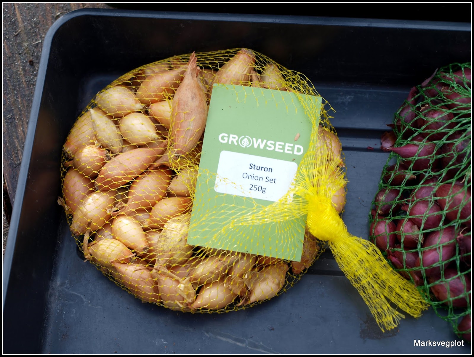 Mark�s Veg Plot Planting Onion sets