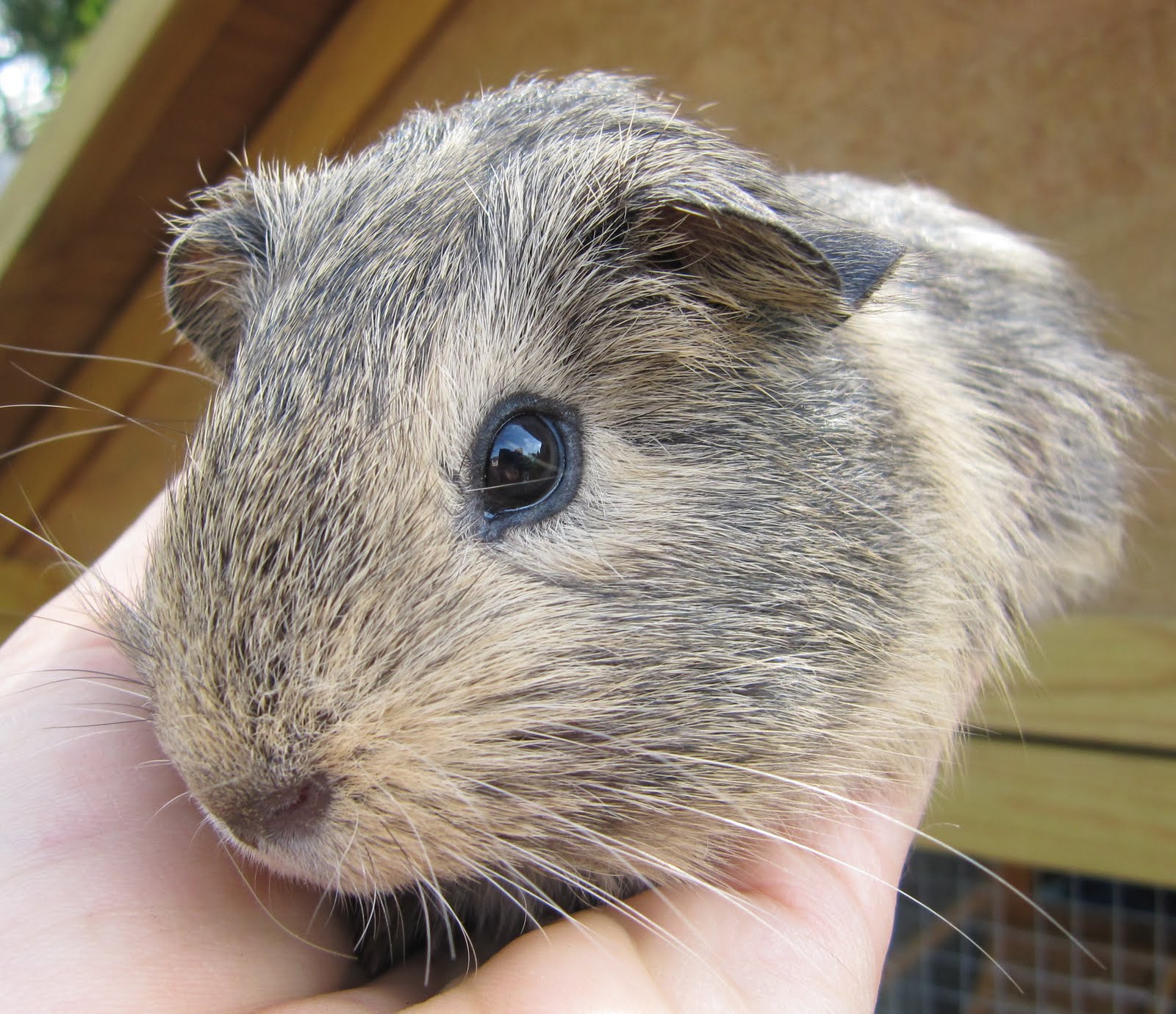 All Things Guinea Pig Weigh in and updates