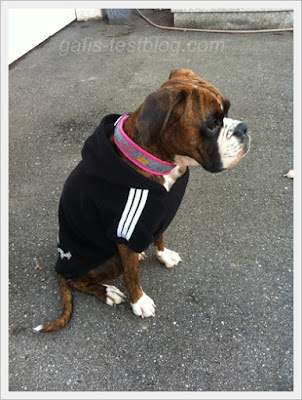 Boxer Amy mit Sweatshirt