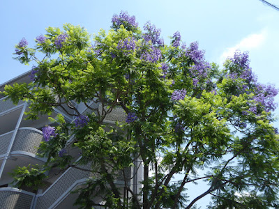 寝屋川市のジャカランダ《世界三大花木の一つ》（6月に咲く青紫色の美しい花）