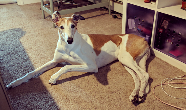 image of Dudley the Greyhound lying behind the couch, looking up at me with one ear perked up