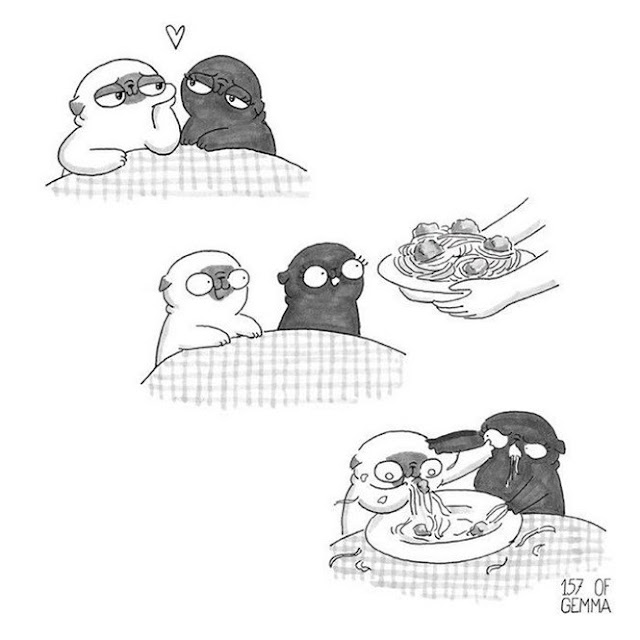 como é ter um shih tzu