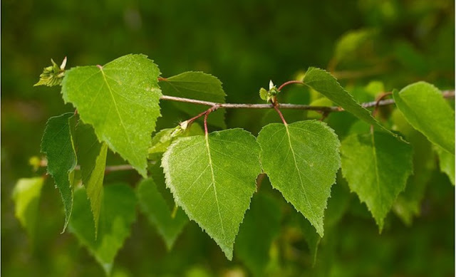 Майские березовые листья - элексир здоровья и долголетия