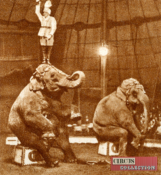 éléphants assis sur des tabourets avec Charles Knie debout sur la tête de l'un d'eux 