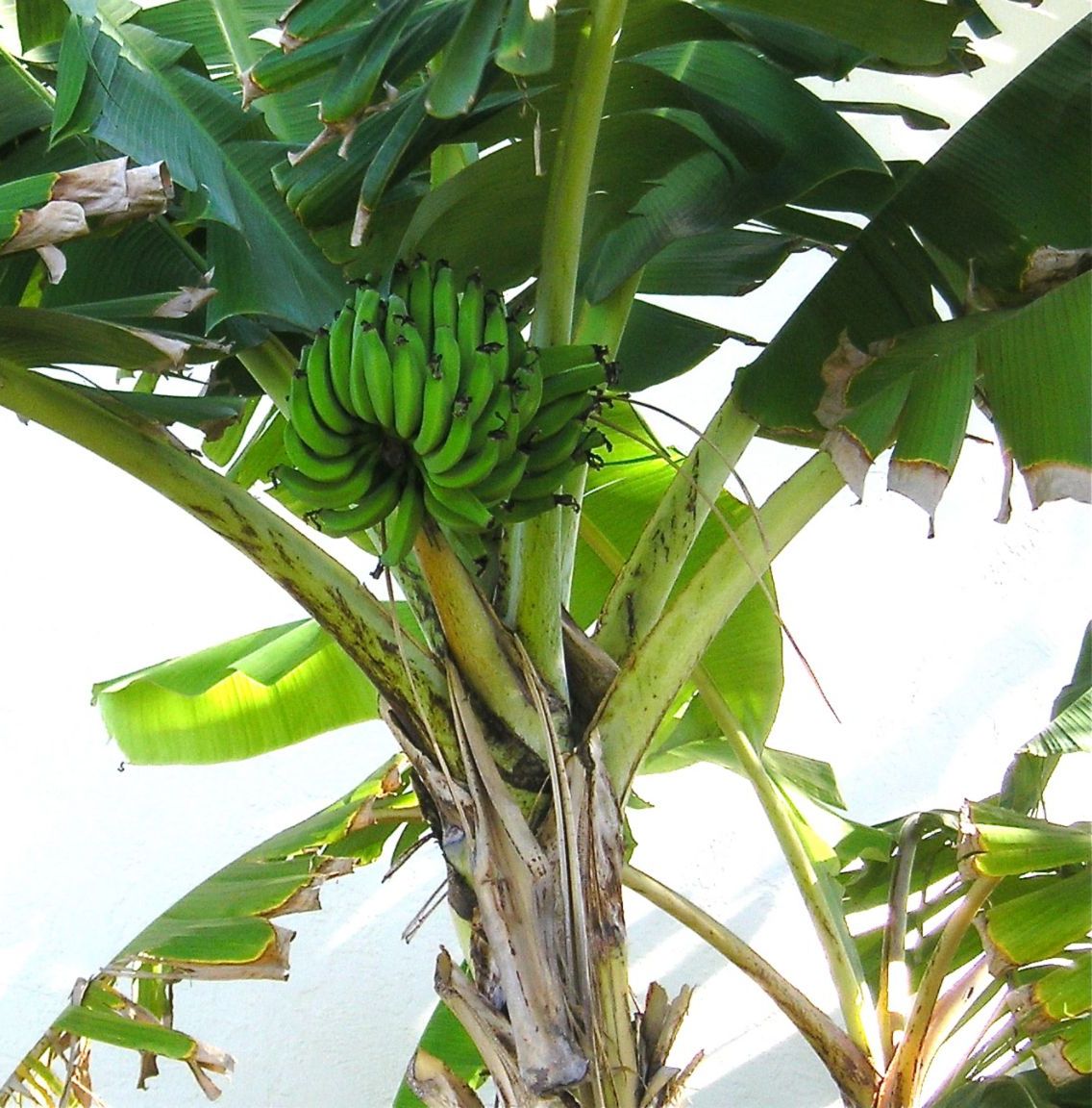 Bananas did you have. Банановая Пальма. Банановая Пальма в Африке. Банановое дерево Килиманджаро. Банановое дерево Тайланд.
