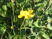 Birds Foot Trefoil