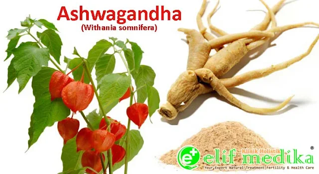 Ashwagandha : Manfaat Klinis, Dosis dan Efek Samping Ashwagandha : Manfaat Klinis, Dosis dan Efek Samping