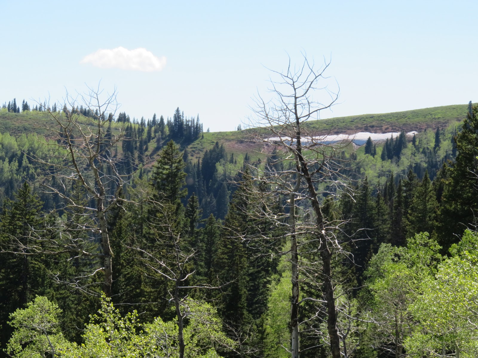 RMSO Bigfoot Scare Canyon Bigfoot