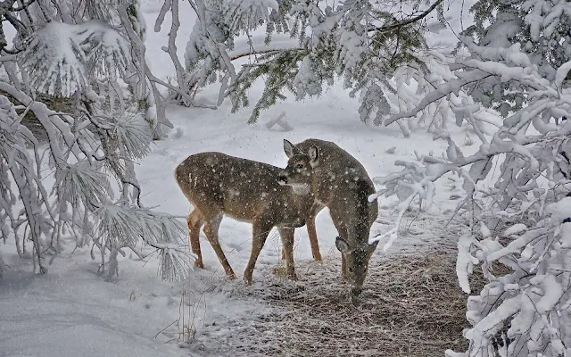 Twee herten op zoek naar voedsel in de sneeuw