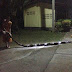 26 Foot Python Attacks Nun
