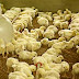 Best 15 Little Scale Animals Cultivating Business Thoughts