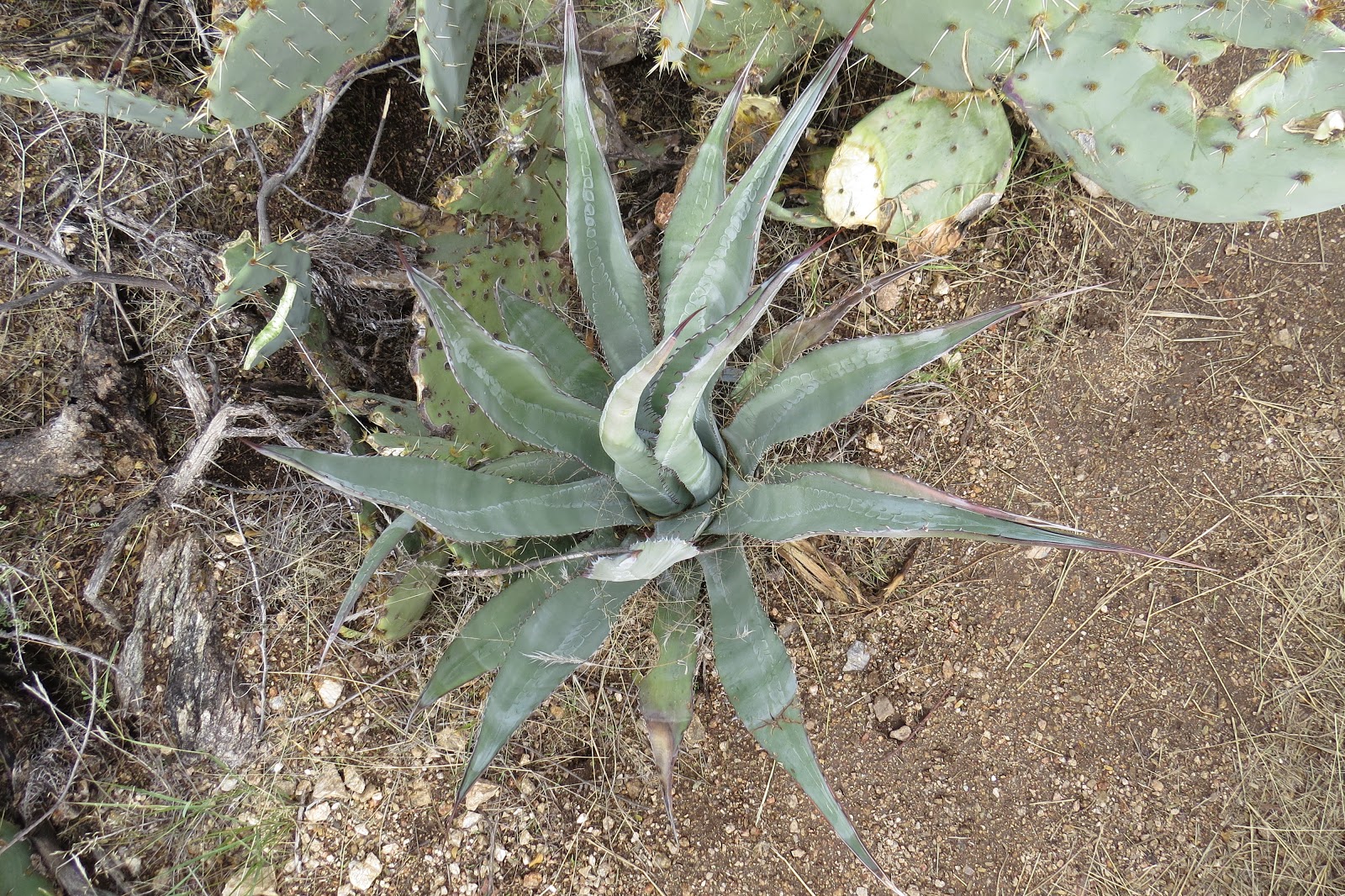The Sonoran Four Agave, Yucca, Sotol, Beargrass