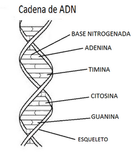 Científicos Activos de la Intermedia de Quebradillas: Estructura del DNA