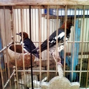 Harga Burung Anis Merah Gacor - Blog Tentang Burung