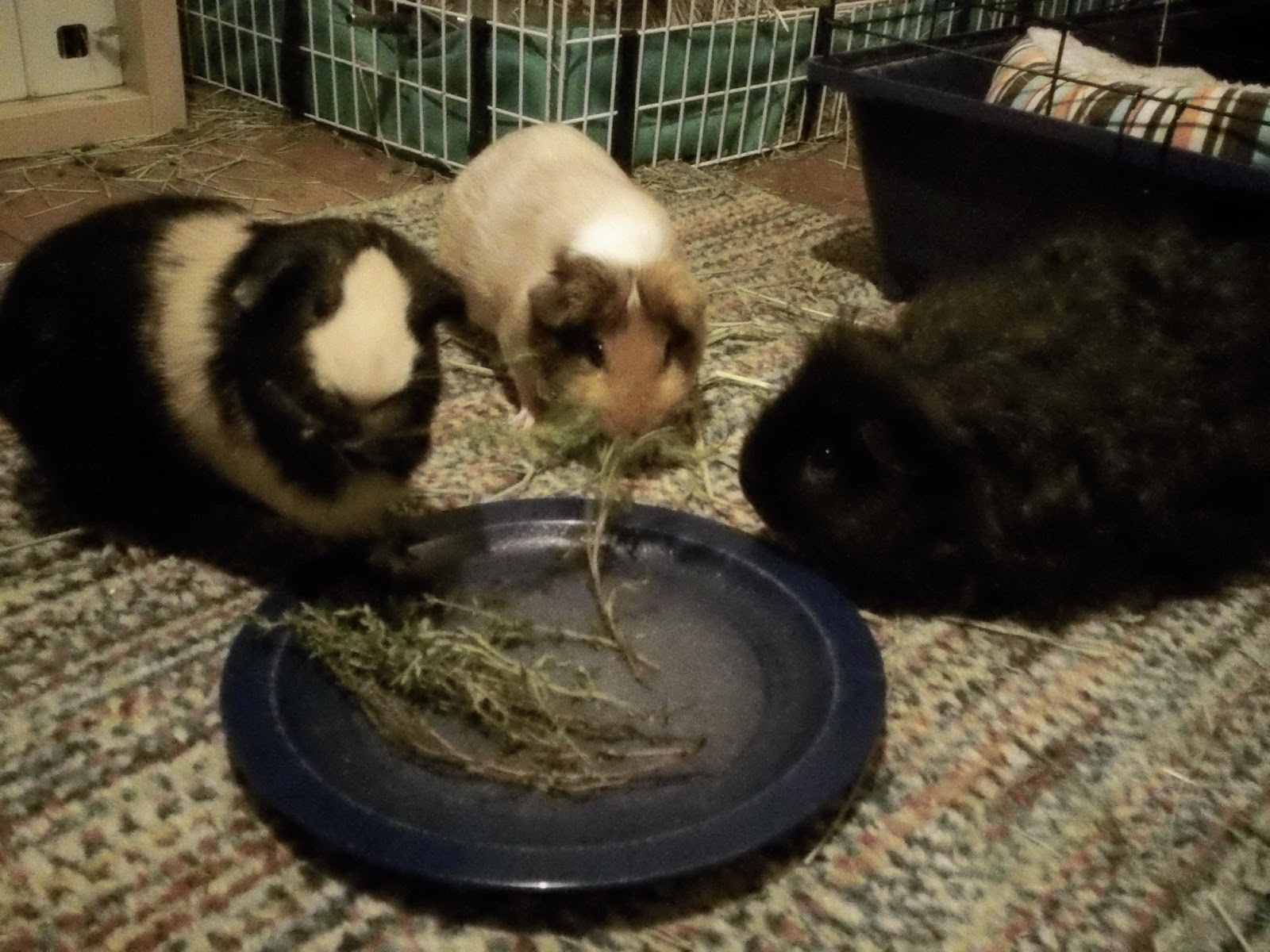 Cavy Savvy A Guinea Pig Blog Can Guinea Pigs Eat Thyme?