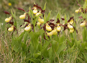 Lady's Slipper Orchids - Gait Barrows, Cumbria