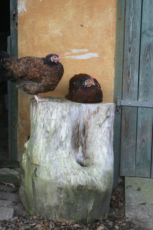 Folehaves univers Tilrettelagt eller lagt til rette.