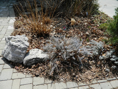 Leslieville Toronto Spring Front Yard Cleanup Before by Paul Jung Gardening Services--a Toronto Gardening Company Leslieville Toronto Spring Front Yard Cleanup Before by Paul Jung Gardening Services--a Toronto Gardening Company