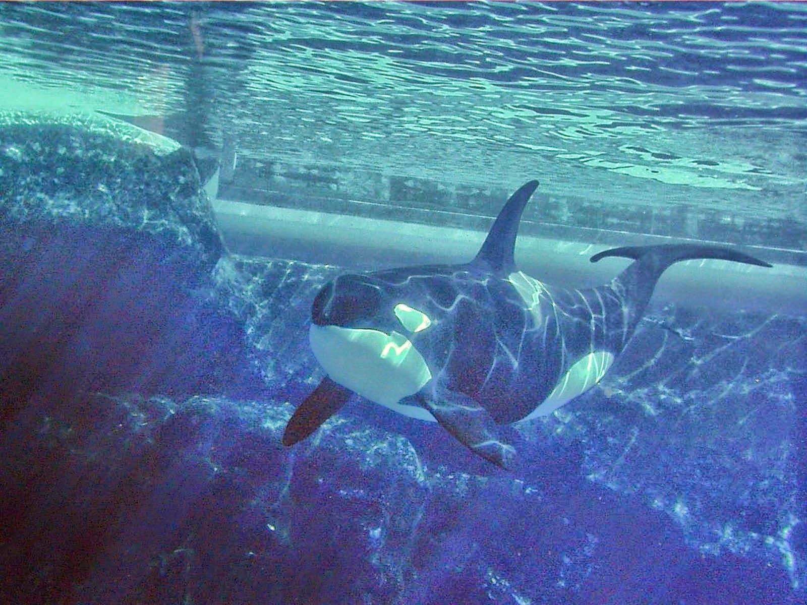 Касатка в воде. Касатка самец. Киты касатки дельфины. Кит-касатка. Кит-касатка.