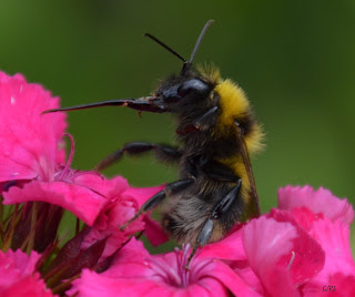 Hummel, bumblebee, hommel, grerëz, bumbar, humlebi, kimalainen Insekten, insekte, insektet, intsektuak, insekti, Насекоми, insekter, insects, Putukad, Hyönteiset, insectes, έντομα, serangga, feithidí, skordýr, insetti,