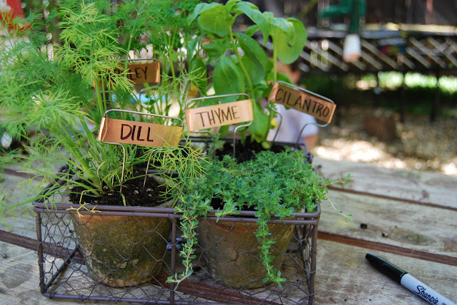 Momfessionals: Indoor herb garden
