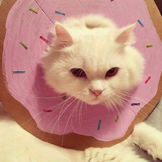 100 Gambar Kucing Imut-Imut Dan Lucu Untuk Wallpaper Hp 100 Gambar Kucing Imut-Imut Dan Lucu Untuk Wallpaper Hp