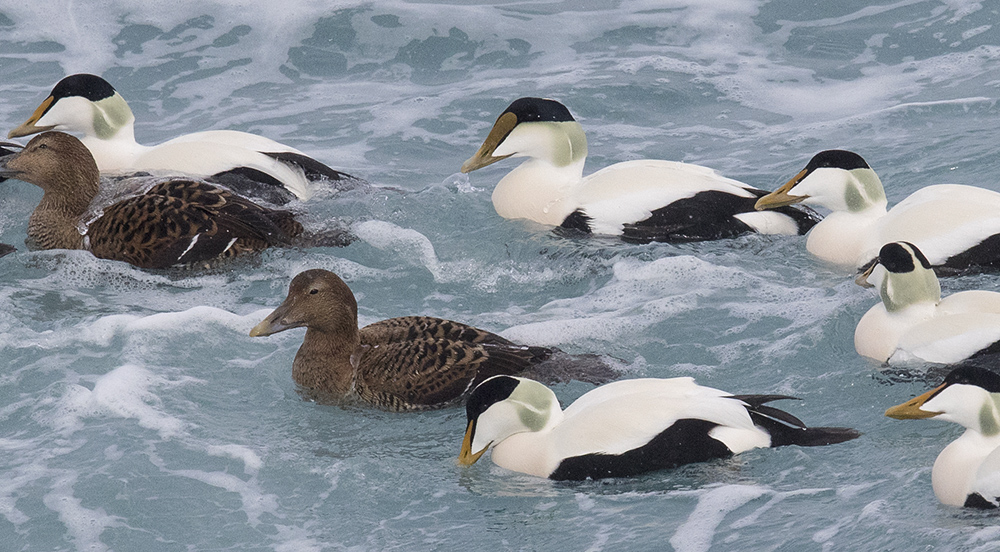 The Bruce Mactavish Newfoundland Birding Blog Borealis Common Eider in
