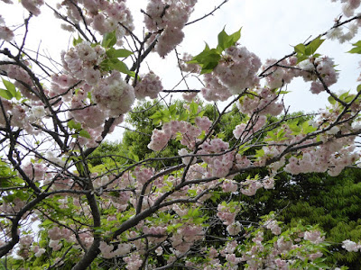 深北緑地公園 4月下旬の桜