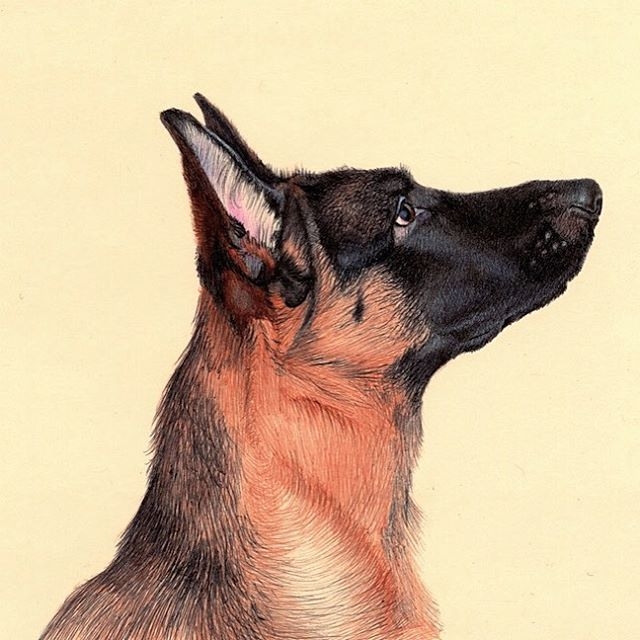 12-German-Shepherd-Nicolas-V-Sanchez-Inspired-Subjects-for-Colored-Ballpoint-Pen-Drawings-www-designstack-co