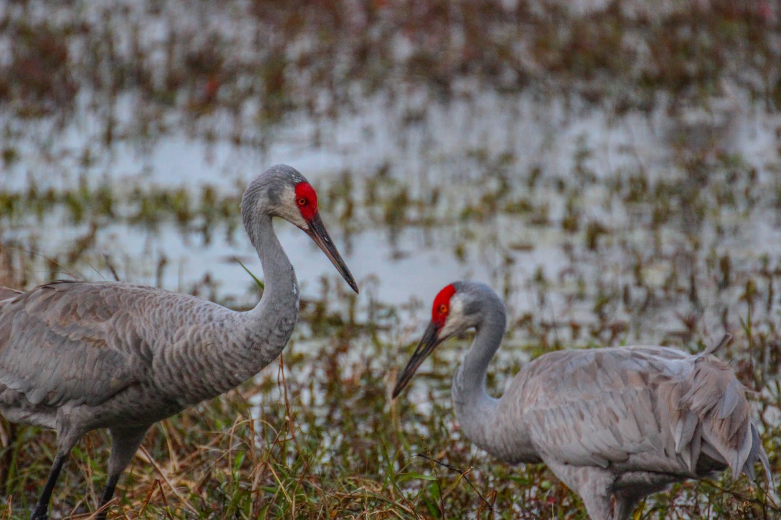 Cannundrums Florida Sandhill Crane